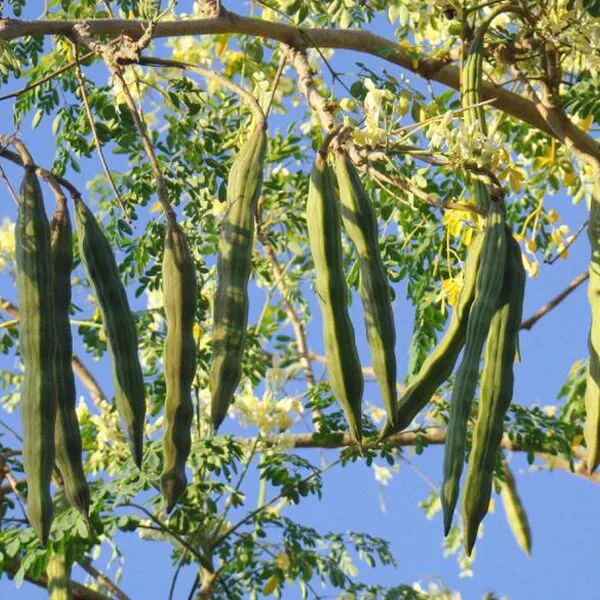 Mature moringa pods hanging from a tree, surrounded by green leaves and flowers.