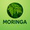 Moringa Nepal: Your Trusted Superfood Resource